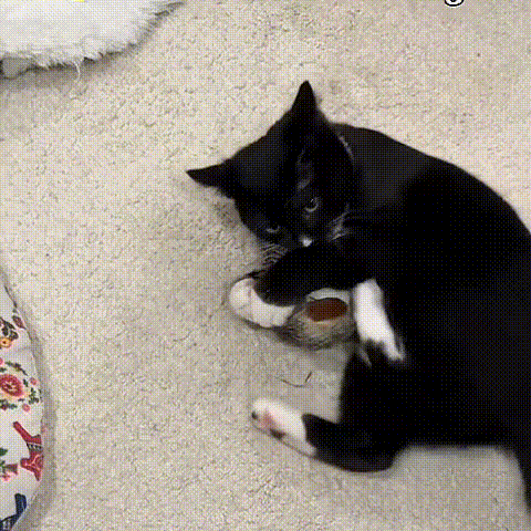 FlutterBuddy Cat Toy