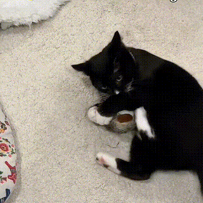 FlutterBuddy Cat Toy